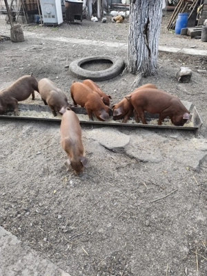 35 purcei duroc de 7 saptamani