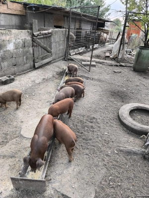 35 purcei duroc de 7 saptamani - imagine 2 35 purcei duroc de 7 saptamani - imagine 2