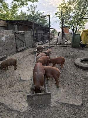 35 purcei duroc de 7 saptamani - imagine 3 35 purcei duroc de 7 saptamani - imagine 3