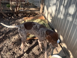 Vând Brac German pentru frufe .  - imagine 2