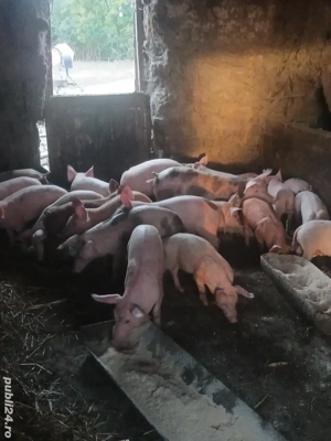 vând purcei - imagine 2