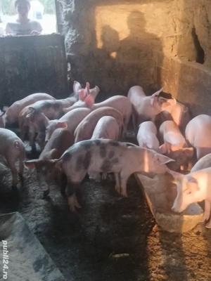 vând purcei - imagine 4