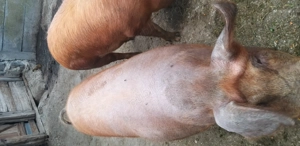 Porc porci  - imagine 3