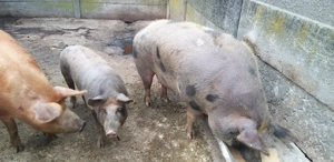 Porc porci  - imagine 5