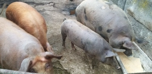 Porc porci  - imagine 4