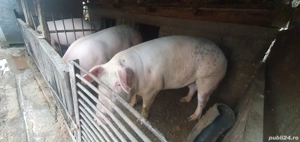 vind porci  - imagine 2