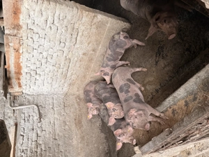 Vând  porci  - imagine 3