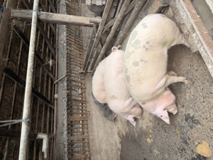 Vând  porci  - imagine 2