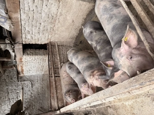 Vând  porci  - imagine 4