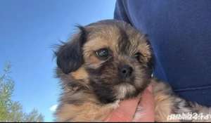 pui shih tzu maronii 2 luni