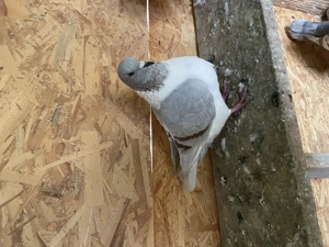 Porumbei Strasser din anul acesta 2025 