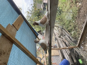 Porumbei Strasser din anul acesta 2025  - imagine 3 Porumbei Strasser din anul acesta 2025  - imagine 3