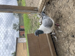 Porumbei Strasser din anul acesta 2025  - imagine 2 Porumbei Strasser din anul acesta 2025  - imagine 2