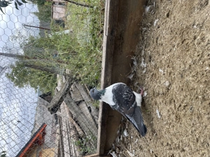 Porumbei Strasser din anul acesta 2025  - imagine 5 Porumbei Strasser din anul acesta 2025  - imagine 5