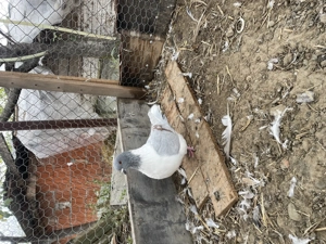 Porumbei Strasser din anul acesta 2025  - imagine 4 Porumbei Strasser din anul acesta 2025  - imagine 4