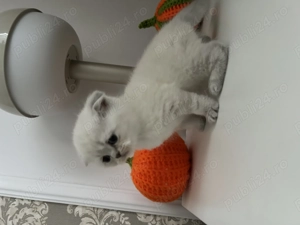 Scottish fold pui