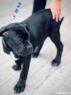 Cane Corso 13 saptamani - imagine 3 Cane Corso 13 saptamani - imagine 3