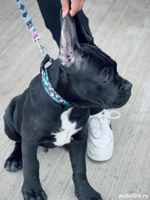 Cane Corso 13 saptamani - imagine 2 Cane Corso 13 saptamani - imagine 2