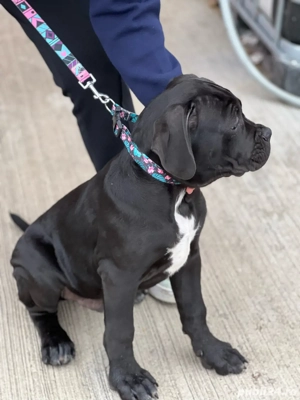 Cane Corso 13 saptamani - imagine 5 Cane Corso 13 saptamani - imagine 5