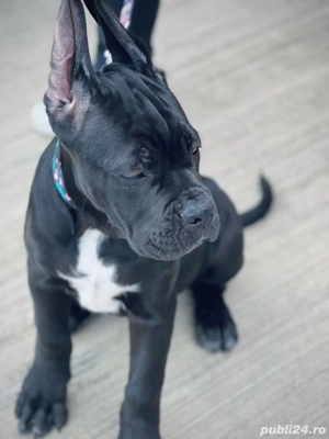 Cane Corso 13 saptamani - imagine 4 Cane Corso 13 saptamani - imagine 4