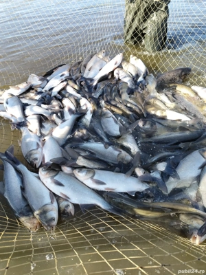 Sanger ,Novac,Ten si Crap - imagine 3 Sanger ,Novac,Ten si Crap - imagine 3