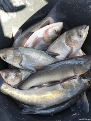 Sanger ,Novac,Ten si Crap - imagine 4 Sanger ,Novac,Ten si Crap - imagine 4