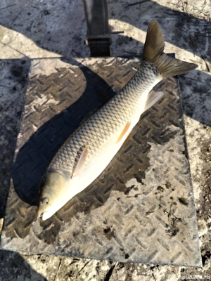 Sanger ,Novac,Ten si Crap - imagine 5 Sanger ,Novac,Ten si Crap - imagine 5