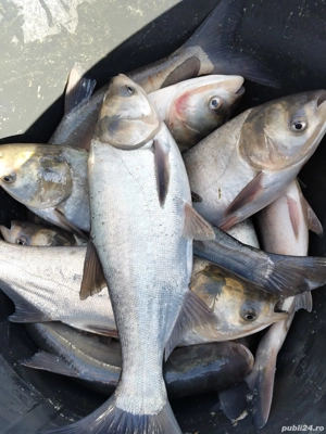 Sanger ,Novac,Ten si Crap - imagine 2 Sanger ,Novac,Ten si Crap - imagine 2