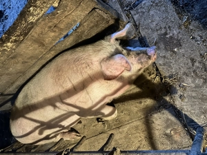 Porc bio de gospodărie 