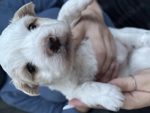 Vând pui bichon havanez 3 fete și un băiat 