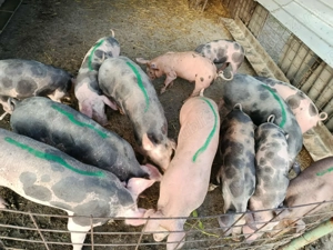 Vând purcei pietrean  - imagine 2