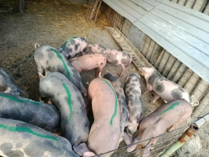 Vând purcei pietrean  - imagine 4