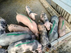 Vând purcei pietrean  - imagine 5