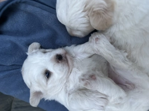 Vând pui bichon havanez 3 fete și un băiat  - imagine 4