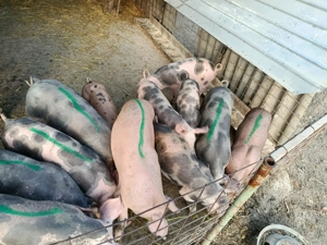 Vând purcei pietrean  - imagine 3