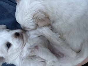 Vând pui bichon havanez 3 fete și un băiat  - imagine 3