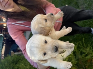 Vând labrador retriver - imagine 3 Vând labrador retriver - imagine 3