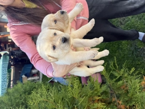 Vând labrador retriver - imagine 4 Vând labrador retriver - imagine 4