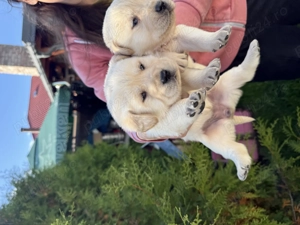 Vând labrador retriver - imagine 2 Vând labrador retriver - imagine 2