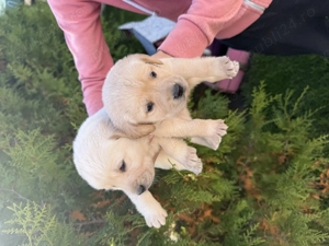 Vând labrador retriver - imagine 5 Vând labrador retriver - imagine 5