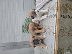 Câini de vânătoare - imagine 3