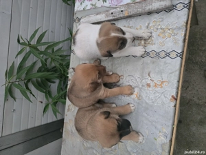 Câini de vânătoare - imagine 2