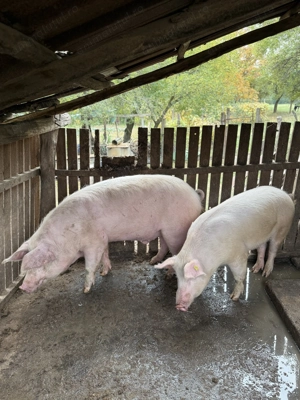 De vânzare porci Petrean mai multe detalii la telefon 