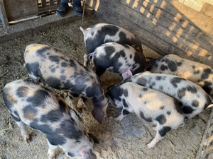 Vând purcei 3 luni - imagine 2