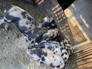 Vând purcei 3 luni - imagine 3