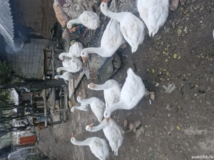 vand gaste agroland  - imagine 3 vand gaste agroland  - imagine 3