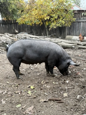 De vânzare purcea castrată - imagine 3