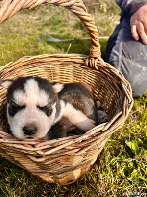 căței  husky  - imagine 2