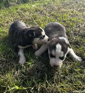 căței  husky  - imagine 4