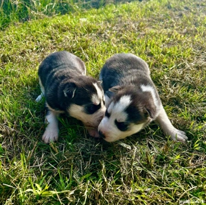 căței  husky  - imagine 5